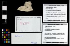 Foto (Objekt + Etikett) von Pithonoton sp.  (NHMW-GEO-2014-0194-0659)